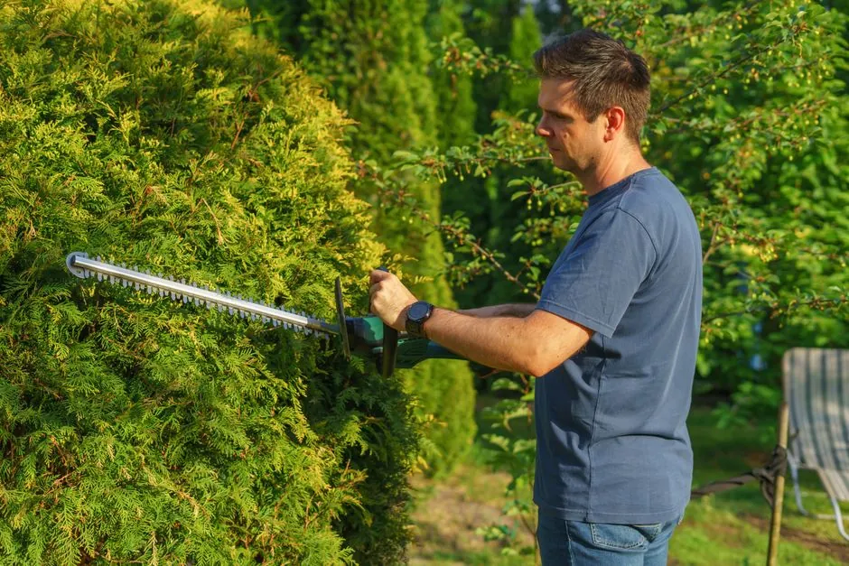 Taille de haie soignee dans un jardin de l'agglomeration grenobloise
